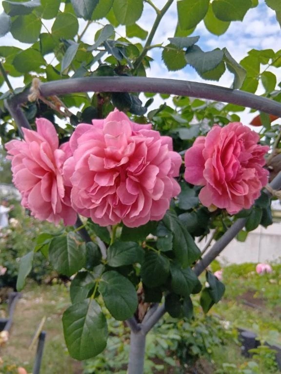 B4e72fe48d660f3715f56318fda4482c